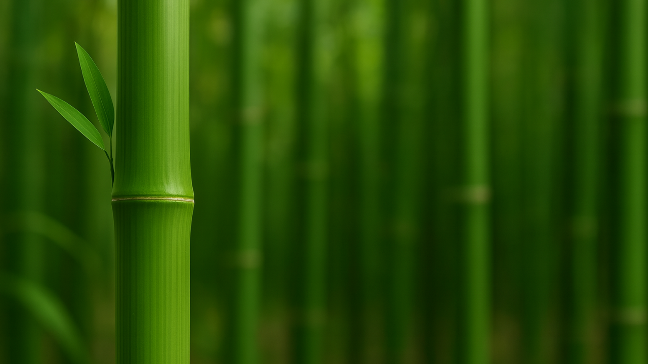 Gros plan sur une tige de bambou avec deux feuilles vertes, dans une forêt dense et paisible