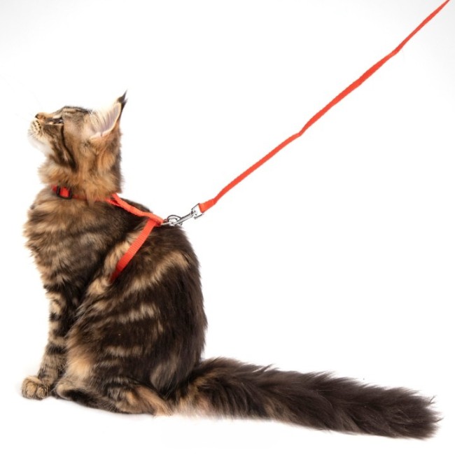 Kit harnais et laisse pour chat noir – harnais réglable sécurisé Harnais et laisse pour chat noir réglable confortable sécurité promenade