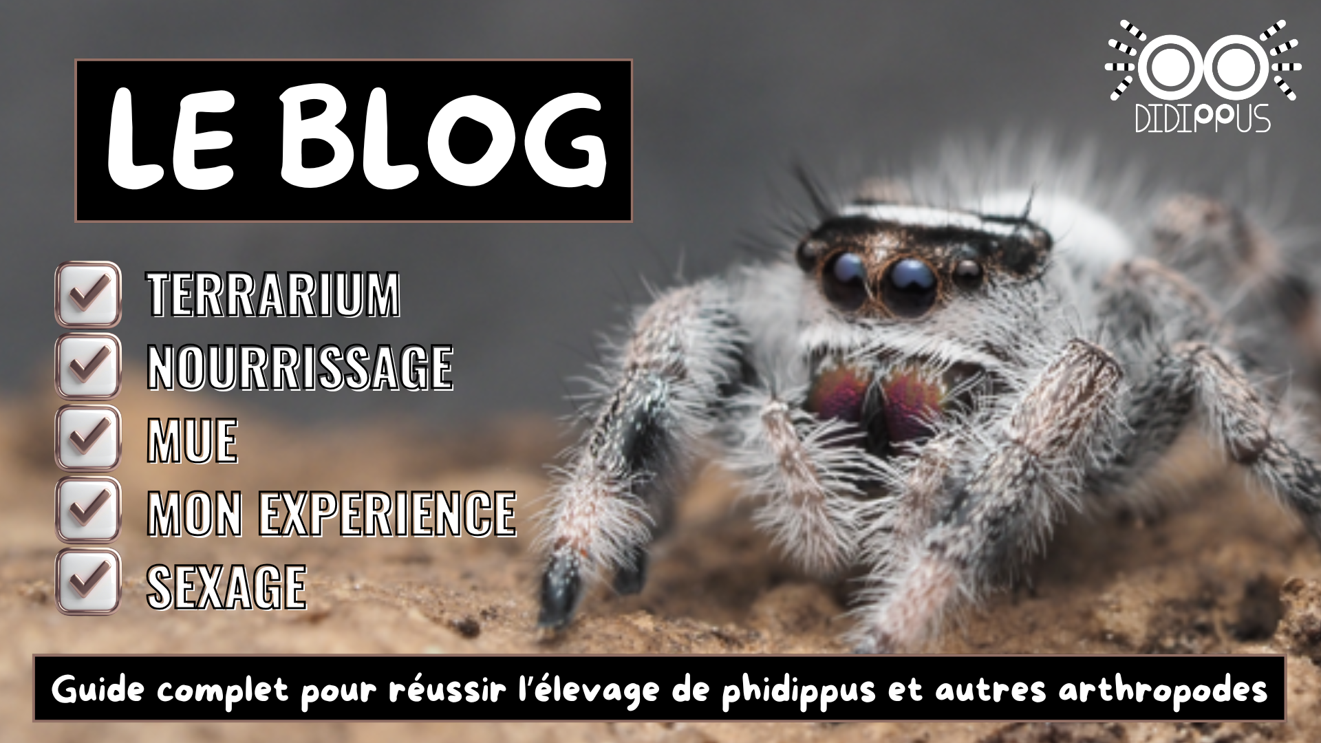 Blog Didippus : conseils d’élevage pour Phidippus regius