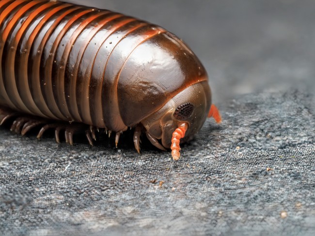 pelmatojulus-tectus-iule-geant-tricolore.jpg