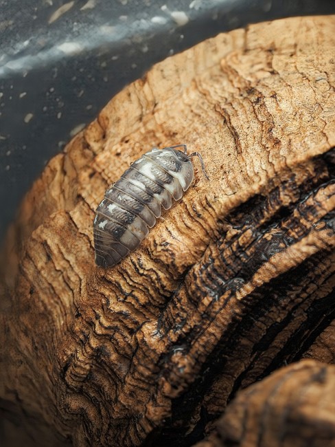 armadillidium-corcyraeum-silver-lot-10.jpg armadillidium-corcyraeum-silver-lot-10.jpg