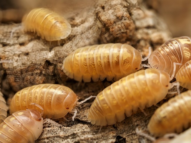 armadillidium-vulgare-t-plus-albino-lot-10.jpg