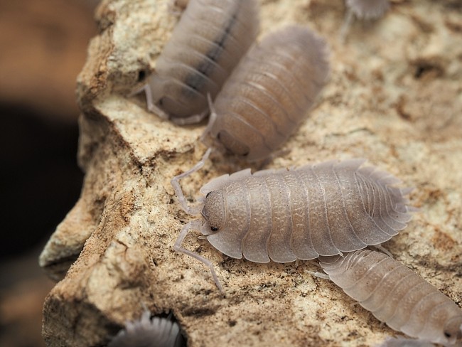 porcellio-baeticensis-lot-10.jpg