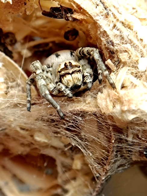 Stegodyphus dufouri dans son refuge en soie