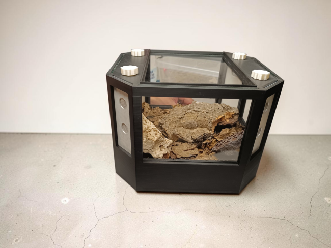 terrarium-vista-cloportes-arthropodes-didippus.jpg