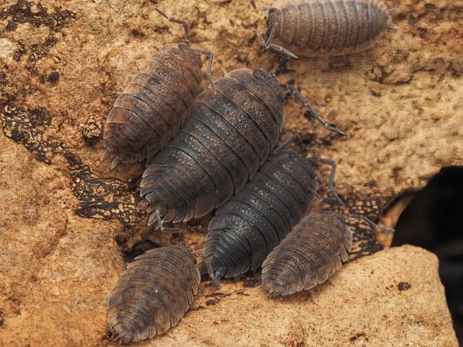 porcellio-scaber-calico-lot-10.jpg porcellio-scaber-calico-lot-10.jpg
