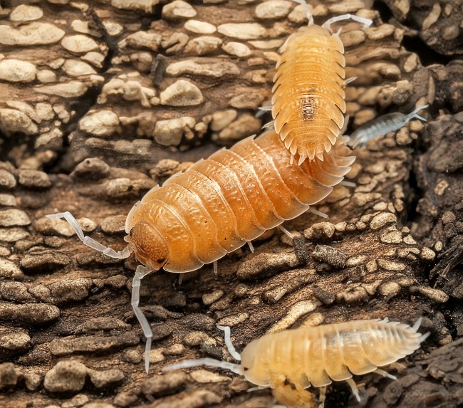 porcellio-baeticensis-orange-lot-10.jpg