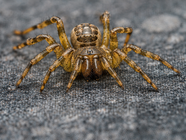 liphistius-sp-trang-araignee-a-trappe.jpg