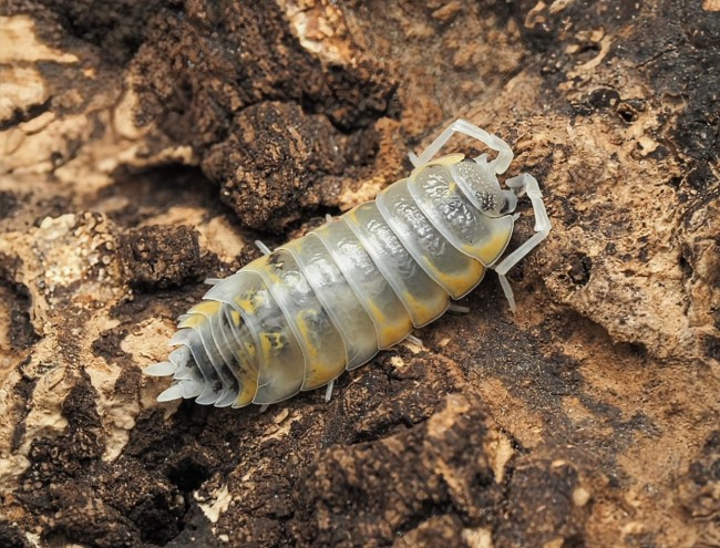 Porcellio ornatus Witch’s Brew – cloporte blanc jaune et noir