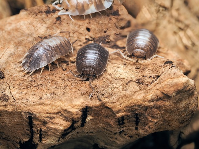porcellio-laevis-milk-back-lot-10.jpg