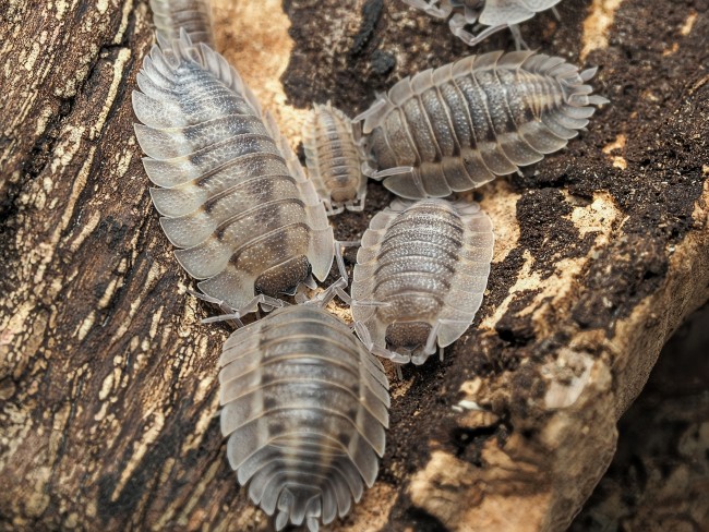 porcellio-spatulatus-coros-cloporte.jpg