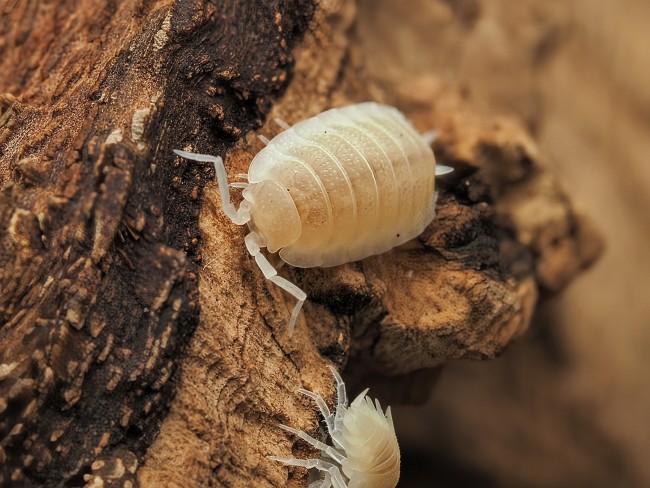 porcellio-scaber-white-out-lot-10.jpg