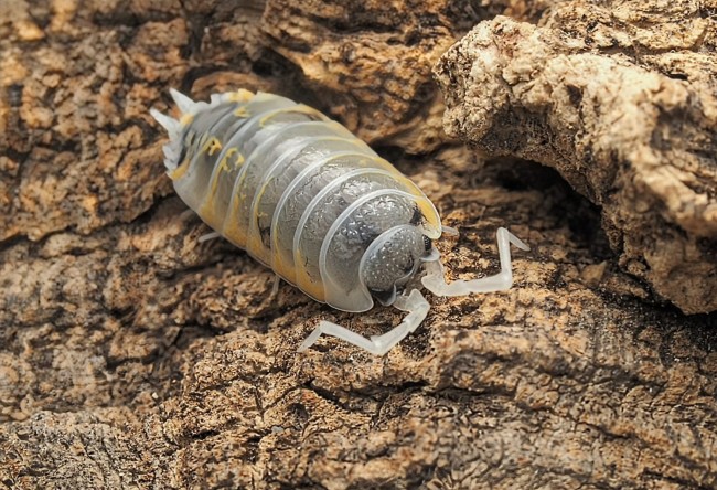 Porcellio ornatus Witch’s Brew – cloporte blanc jaune et noir