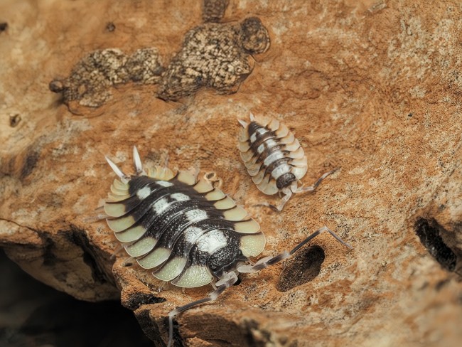 porcellio-expansus-tortosa-cloporte.jpg