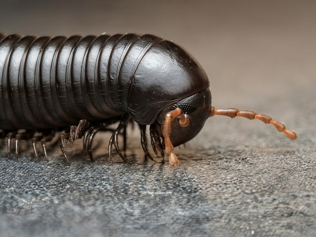 archispirostreptus-gigas-iule-geant-africain.jpg