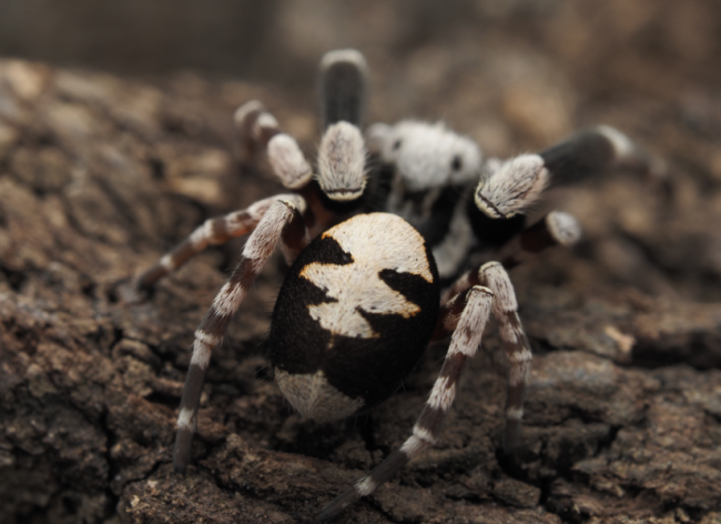 Stegodyphus dufouri male adulte