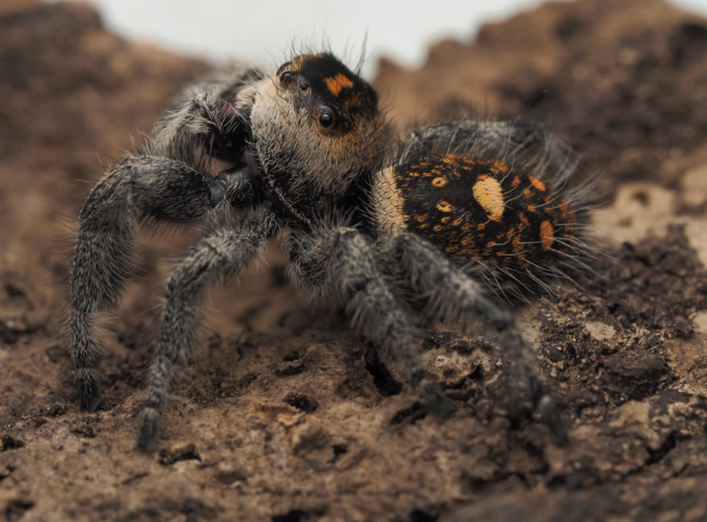 Rowena, femelle adulte Phidippus regius Florida, mère des bébés proposés