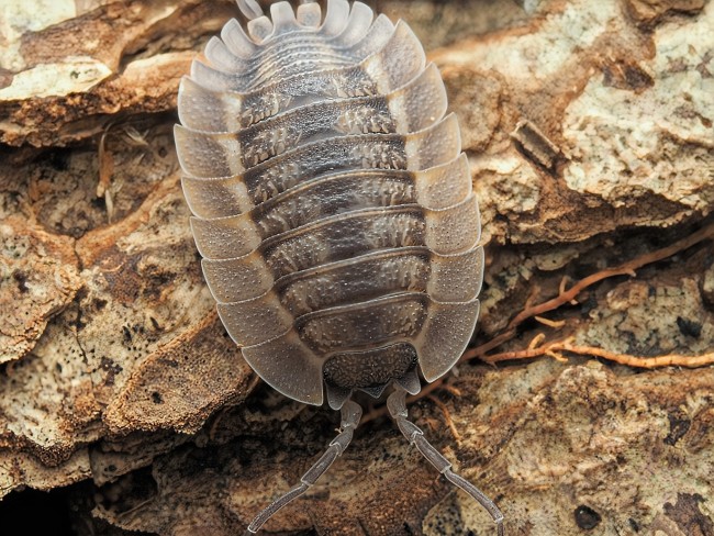 porcellio-spatulatus-coros-cloporte.jpg