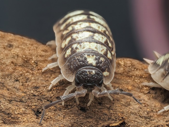 porcellio-ornatus-murcia-cloporte.jpg