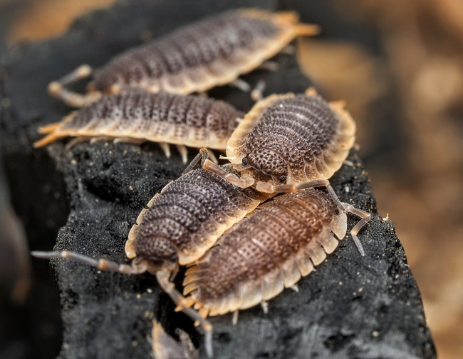 Porcellio echinatus 
