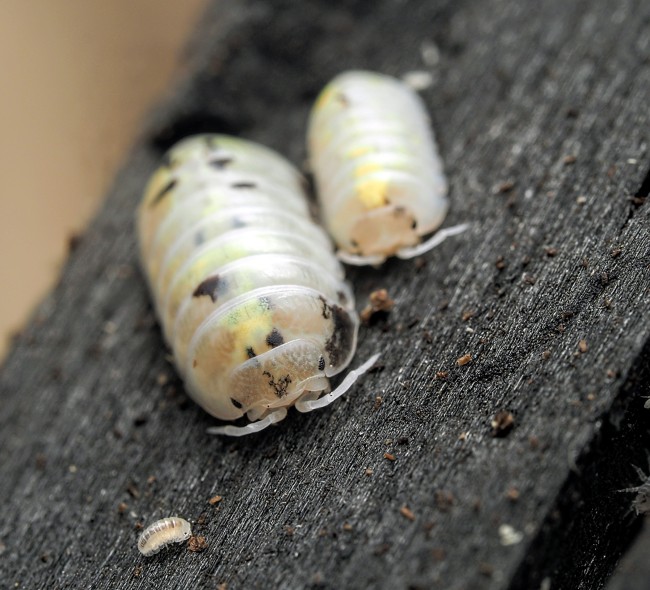 Armadillidium vulgare Magic Potion 