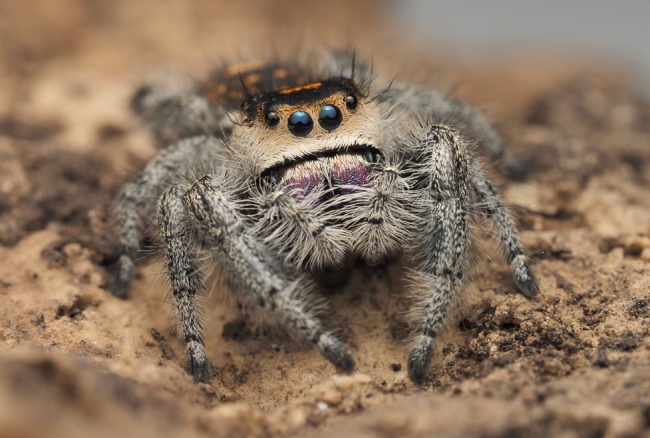 Rowena, femelle adulte Phidippus regius Florida, mère des bébés proposés