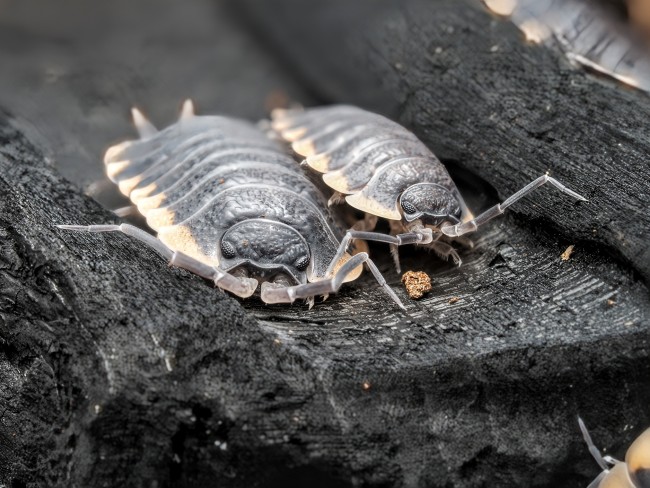 trachelipus-caucasius-lot-10.jpg trachelipus-caucasius-lot-10.jpg