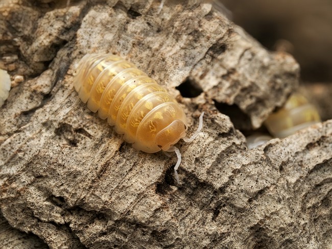 armadillidium-vulgare-t-plus-albino-lot-10.jpg