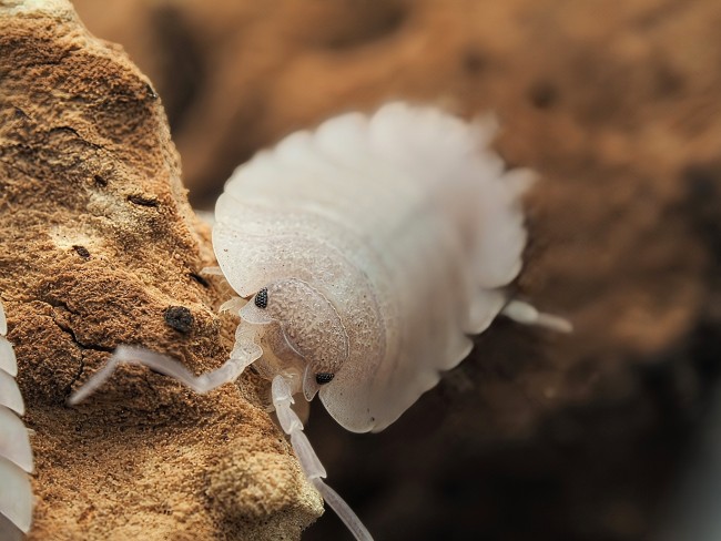 porcellio-baeticensis-lot-10.jpg