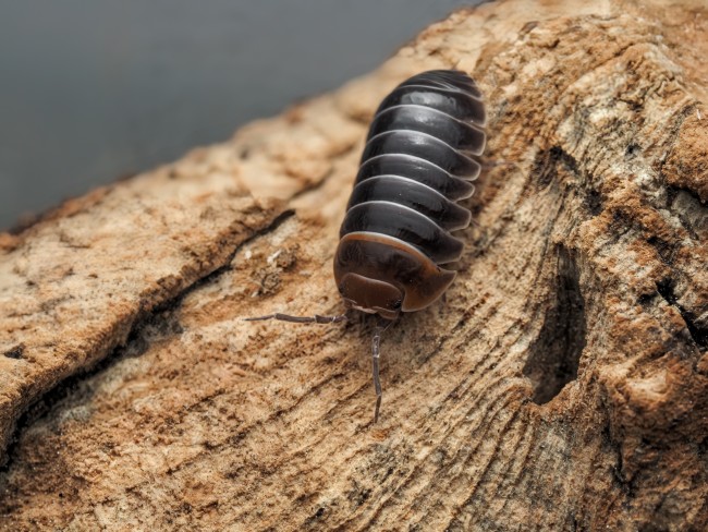 Armadillidium flavoscutatum Redhead cloporte tête rouge
