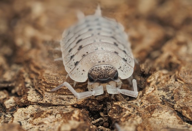 porcellio-nicklesi-rubivan-cloporte.jpg