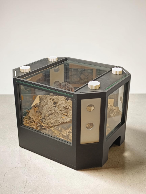 terrarium-vista-cloportes-arthropodes-didippus.jpg
