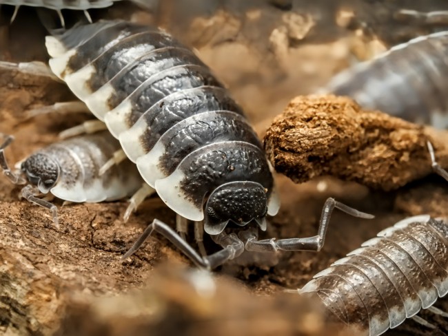Porcellio hoffmannseggii