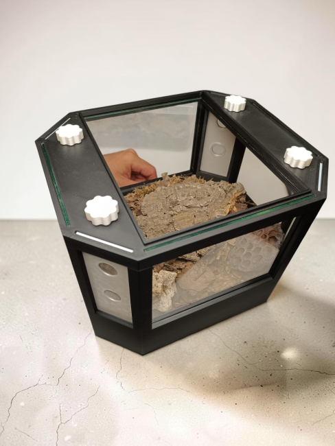 terrarium-vista-cloportes-arthropodes-didippus.jpg