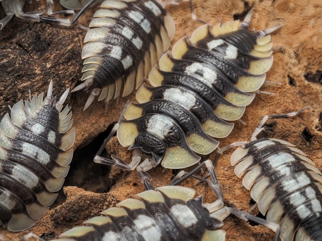 porcellio-expansus-orange-la-senia-cloporte.jpg