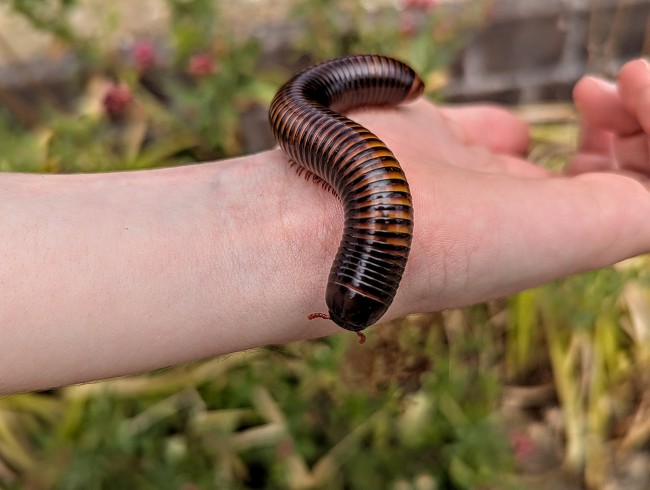 pelmatojulus-tectus-iule-geant-tricolore.jpg