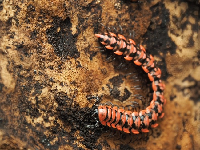 Antheromorpha uncinata mille-pattes rouge et noir