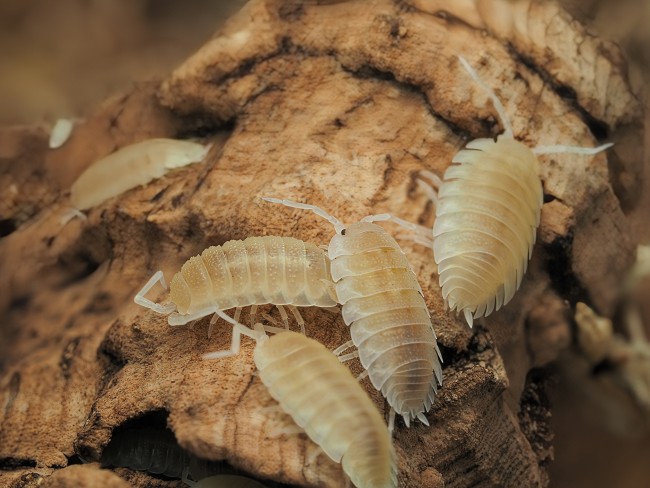 porcellio-scaber-white-out-lot-10.jpg