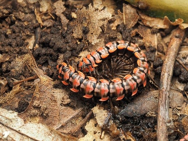 Antheromorpha uncinata mille-pattes rouge et noir