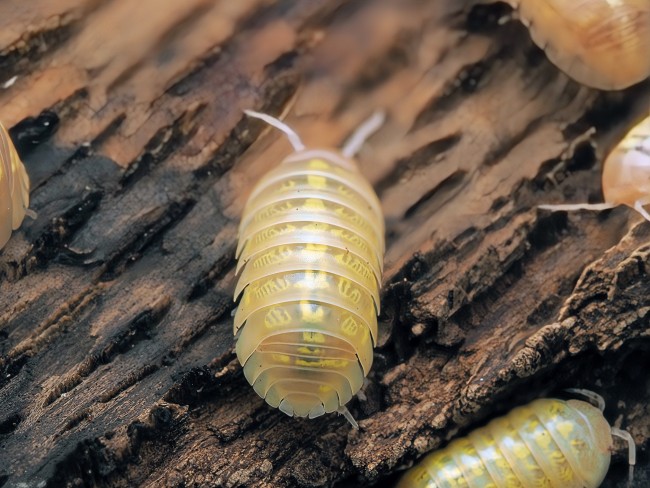 armadillidium-vulgare-t-plus-albino-lot-10.jpg