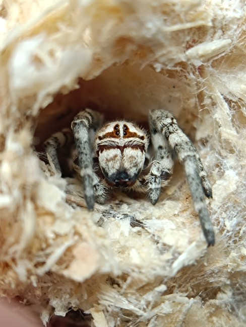 Stegodyphus dufouri