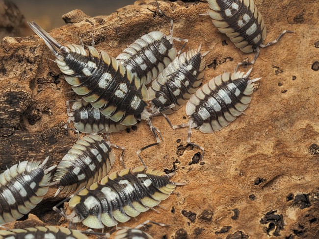 porcellio-expansus-orange-la-senia-cloporte.jpg