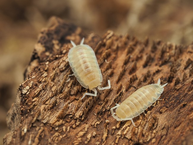 porcellio-scaber-white-out-lot-10.jpg