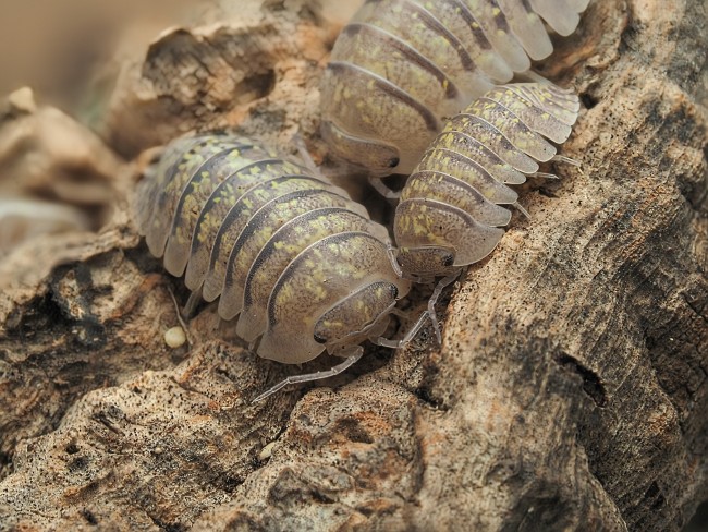 Armadillidium ameglioi cloporte rare Armadillidium ameglioi cloporte rare
