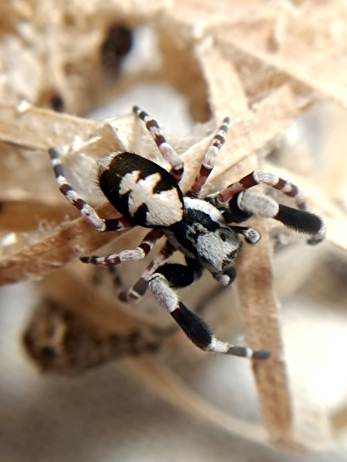 Gros plan Stegodyphus dufouri mâle adulte