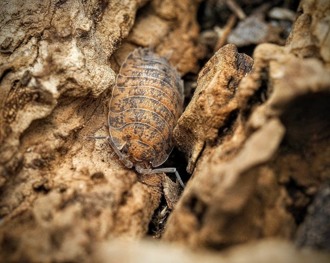porcellio-scaber-calico-lot-10.jpg porcellio-scaber-calico-lot-10.jpg