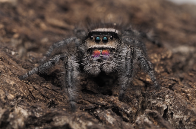 phidippus-regius-florida-elena-femelle-adulte.jpg Elena, femelle adulte Phidippus regius Florida, mère des bébés proposés