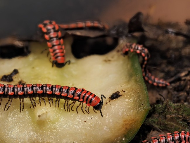 Antheromorpha uncinata mille-pattes rouge et noir