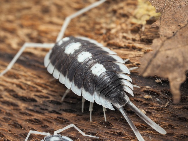armadillidium-corcyraeum-silver-cloporte.jpg