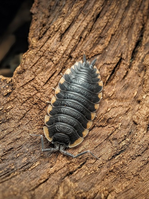 trachelipus-caucasius-lot-10.jpg